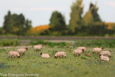 HS003 NL Drents heideschaap 8 stuks